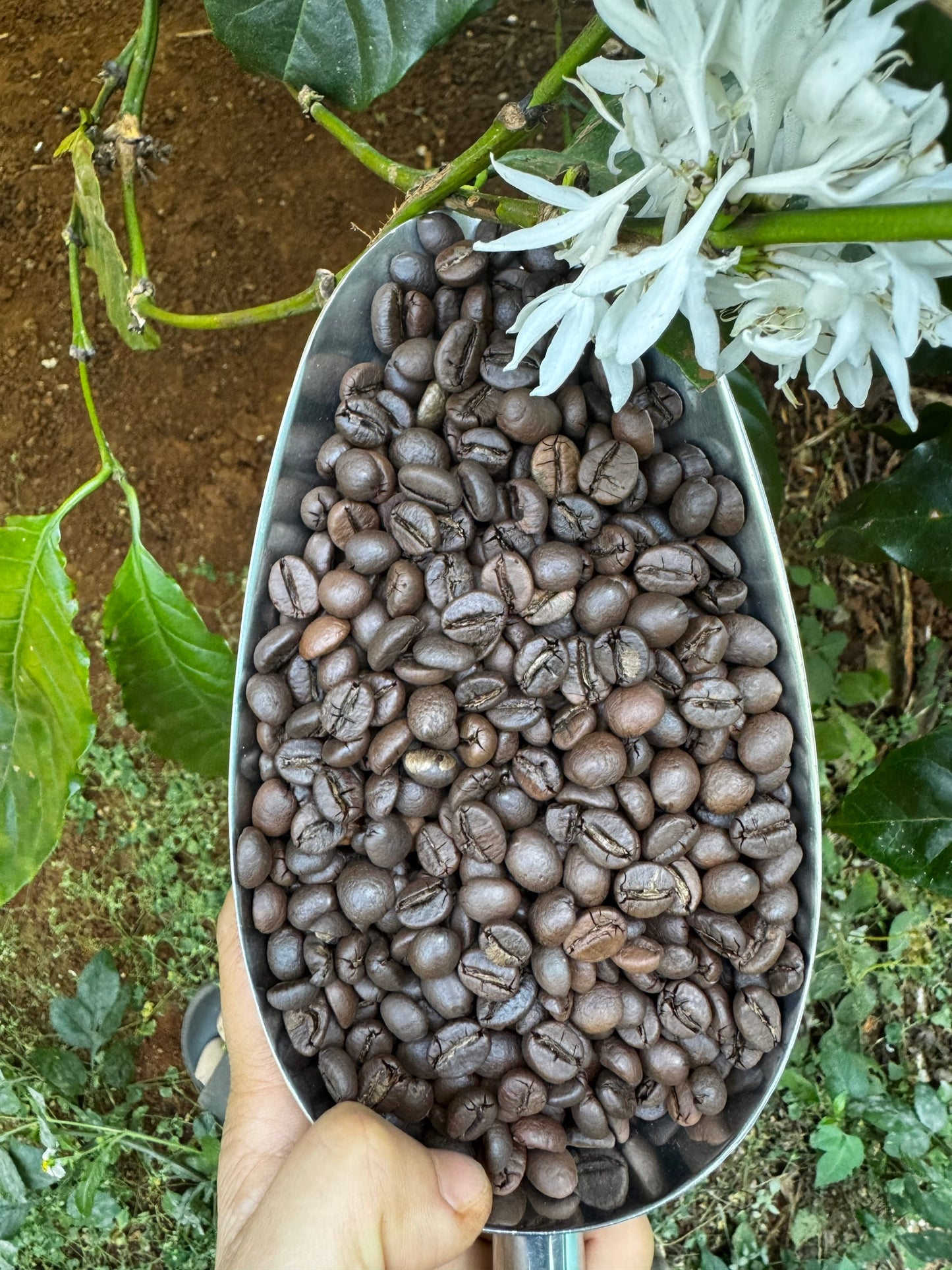 V. Clouds Coffee - 100% Robusta Ground Coffee I Strong Vietnamese Coffee I Gia Lai Highlands