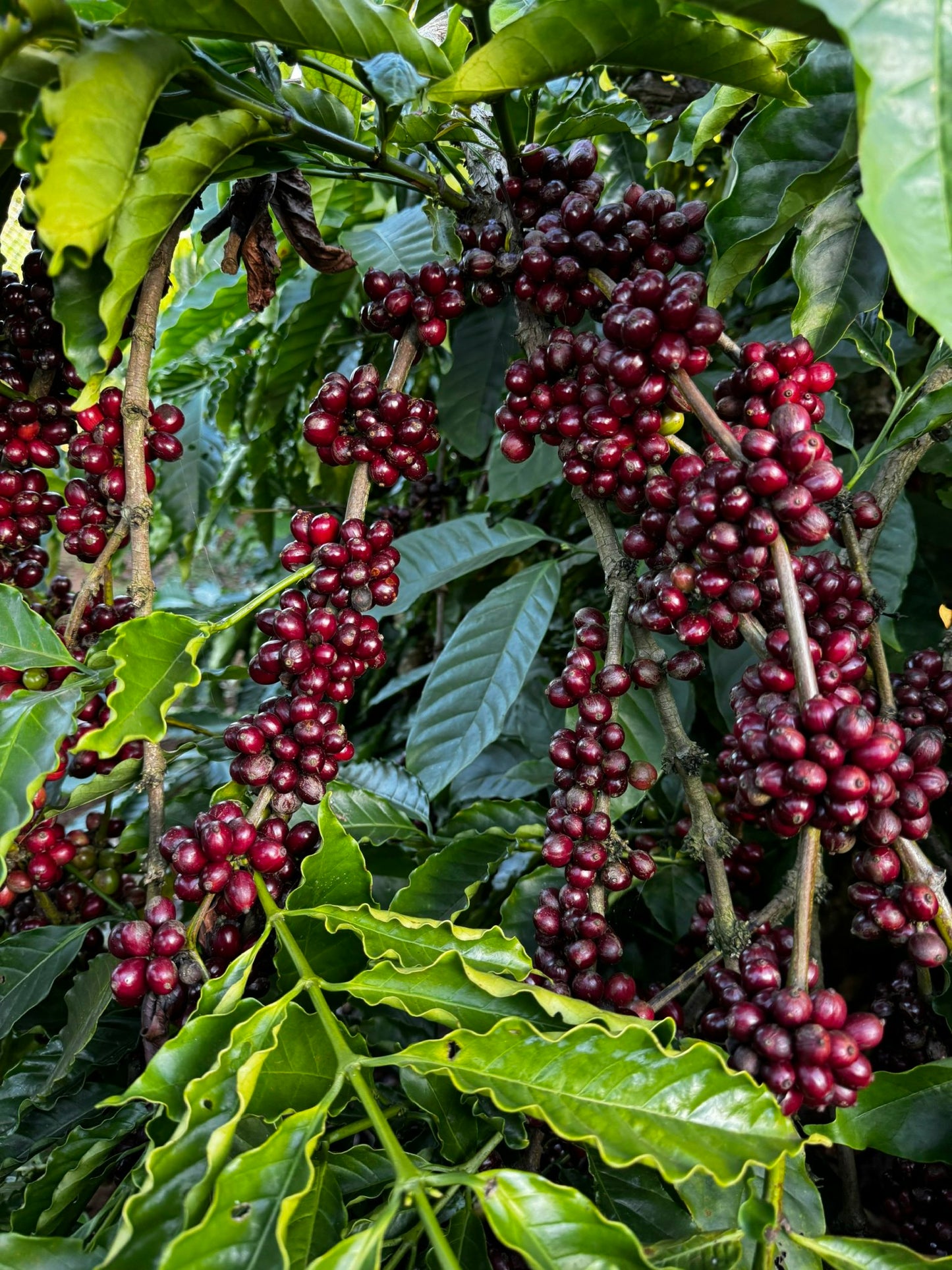 V. Clouds Coffee - 100% Robusta Ground Coffee I Strong Vietnamese Coffee I Gia Lai Highlands