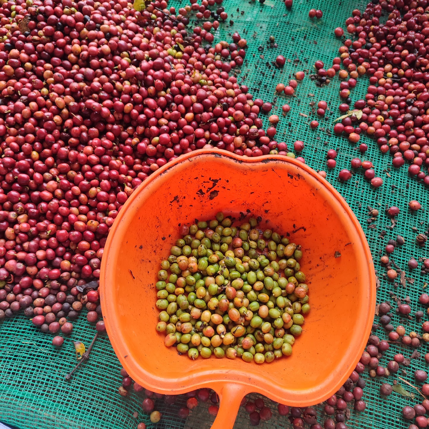 V. Clouds Coffee - 100% Robusta Ground Coffee I Strong Vietnamese Coffee I Gia Lai Highlands