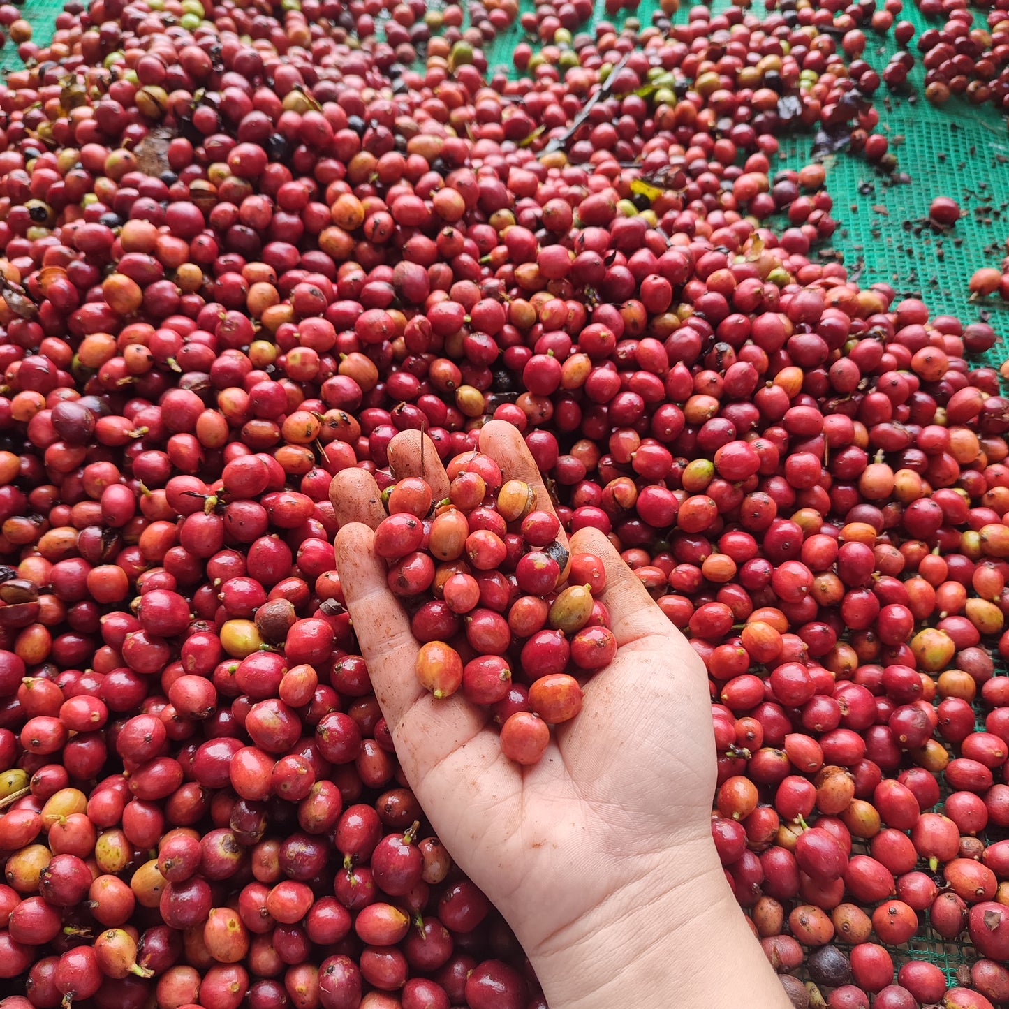 V. Clouds Coffee - 100% Robusta Ground Coffee I Strong Vietnamese Coffee I Gia Lai Highlands